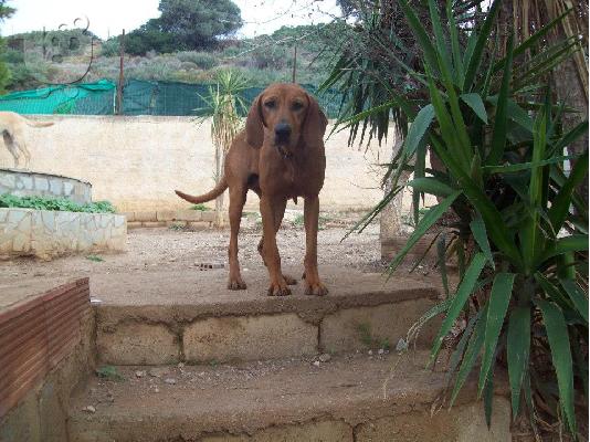 PoulaTo: Καθαροαιμη Βιζλα χαριζεται