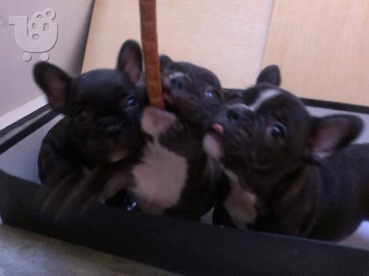 Γαλλικα μπουλντογκ, πωλουνται