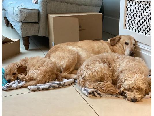 υπέροχο cavapoo έτοιμο για υιοθέτηση.