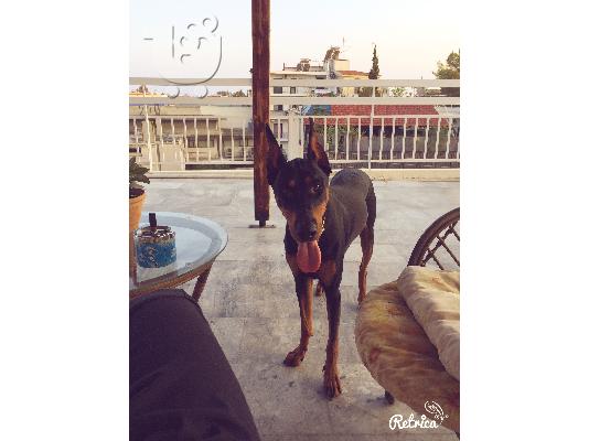 doberman ,καθοαιμα απο πρωταθλητες γονεις ελλαδος και ιταλιας...