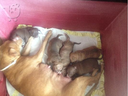 PoulaTo: καθαροαιμα rednose