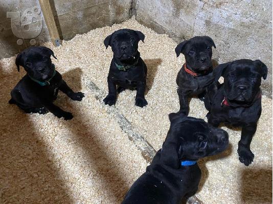 Cane Corso κουτάβια προς πώληση