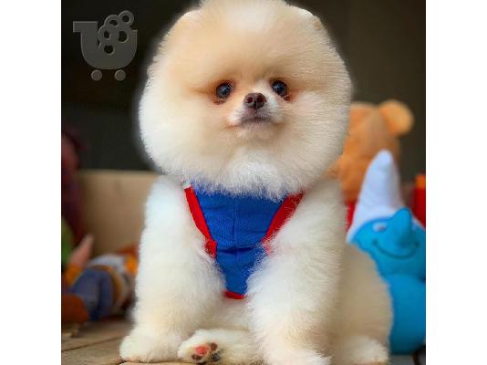 PoulaTo: Γλυκά μικρά Pomeranian κουτάβια