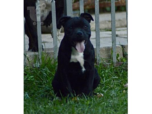 PoulaTo: Staffordshire Bull Terrier