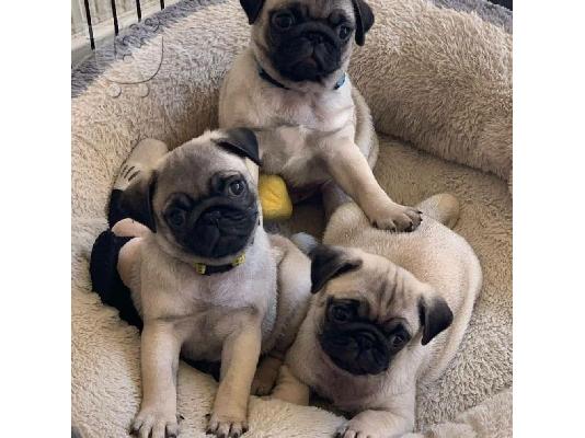 PoulaTo: Cățeluș Pug Pentru Adopție
