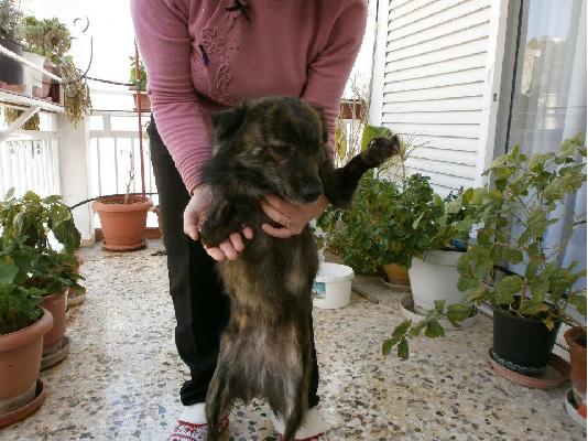 Μικροσωμη σκυλιτσα με αναπηρια