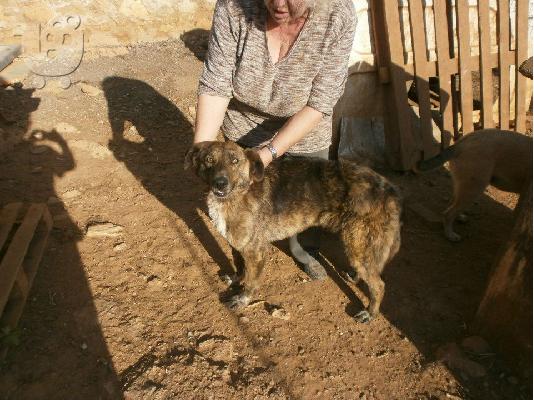 Μεγαλοσωμο ημιαιμο τσοπανοσκυλο χαριζεται