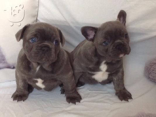 PoulaTo: Gorgeous Frenchie μωρά Kc Καν