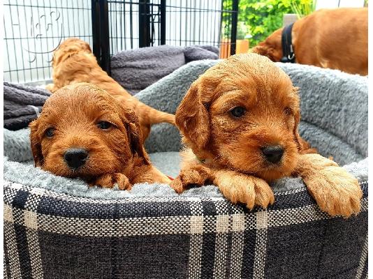 Cockapoo κουτάβια F1b