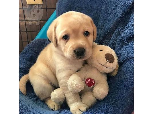 PoulaTo: Πωλούνται κουτάβια Golden Retriever
