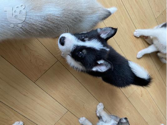 Το κουτάβι Beatifull SIBERAN HUSKY διατίθεται για το νέο του σπίτι...
