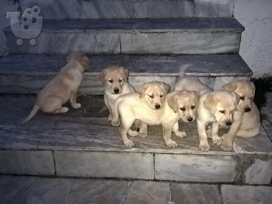 PoulaTo: Labradorakia