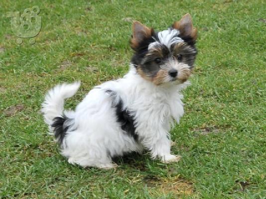 Τα κουτάβια τεριέ Biewer yorkshire