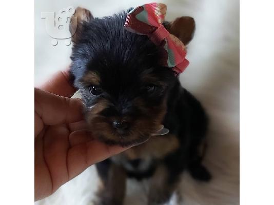 Μικρή Yorkie