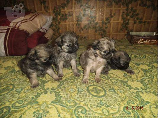 Πεκινουά-330 euro REAL FOTO!