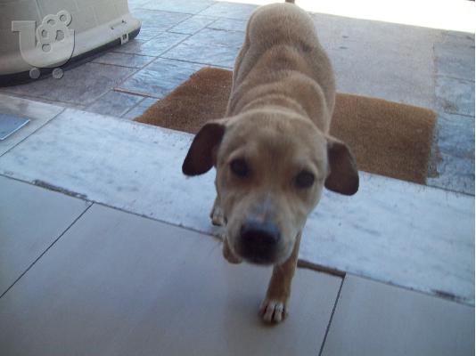 PoulaTo: Κουταβος χαριζεται