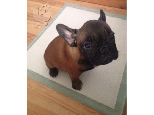 χαριτωμένο γαλλικό μπουλντόγκ