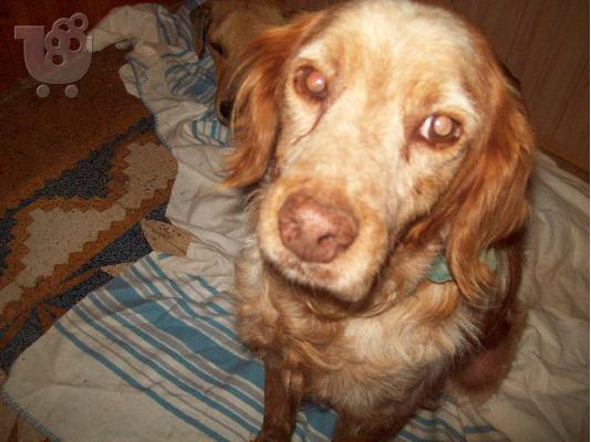 PoulaTo: Ο Ryan 6.5 ετων