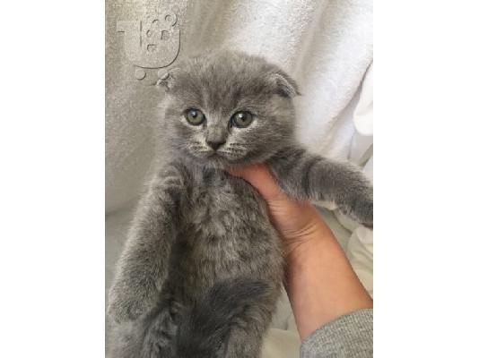 Zapanjujući škotski nabor Tica Kitten Ready