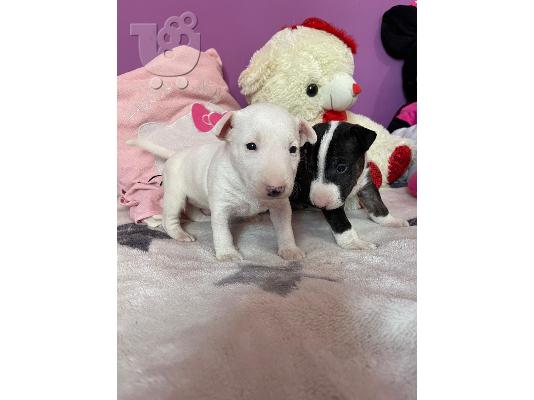 Μινιατούρα κουτάβια Bull Terrier