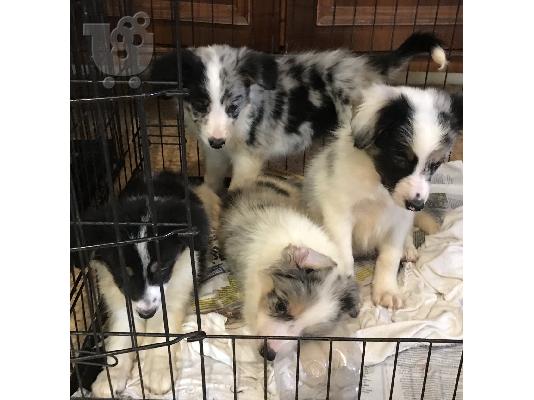 Κουτάβια Border Collie