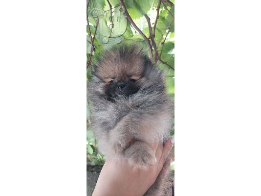 PoulaTo: Pomeranian Spitz κουτάβια