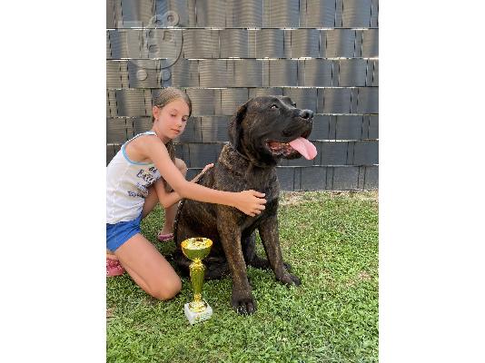 Νοτιοαφρικανικό Mastiff- Boerboel κουτάβια