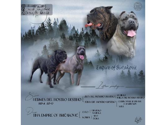 Cane Corso κουτάβια προς πώληση