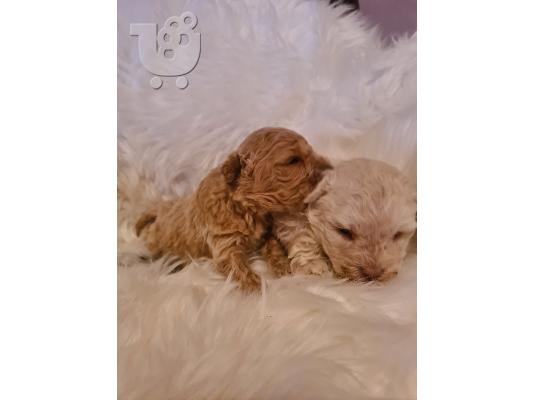 Maltipoo κουτάβια προς πώληση