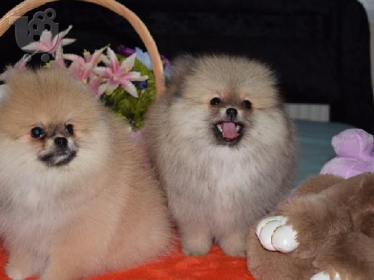 PoulaTo: Αξιολάτρευτο Pomeranian Puppies γενεαλογικό