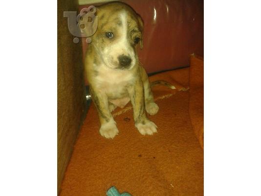 κουταβάκια american pitbull terrier