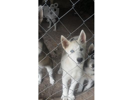 Siberian Husky Original Colour for sale!