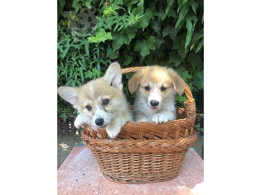 Ουαλικό Corgi Pembroke κουτάβια