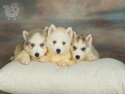 Original Christmas Present- Siberian Hasky