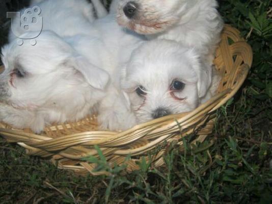 PoulaTo: ΜΑΛΤΕΖΑΚΗ