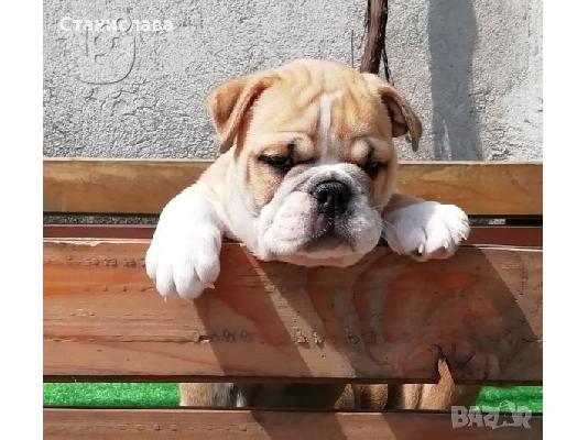 Englisch Buldog -400 euro