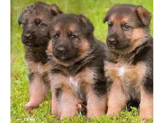 PoulaTo: Γερμανικο ποιμενικο καθαροαιμο κουταβακι