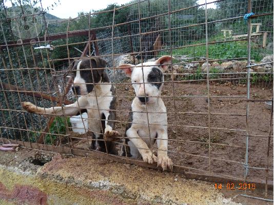 American Staffordshire Pit-Bull