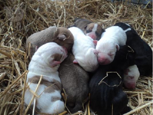 pit bull