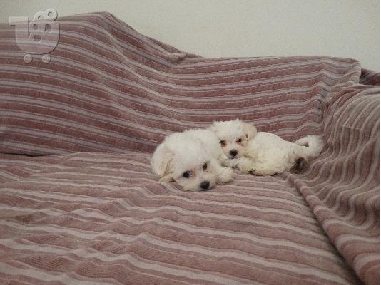 Maltese Mini
