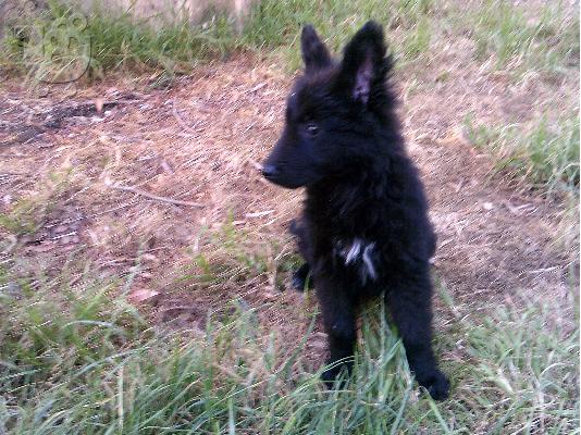 Βελγικά λυκόσκυλα