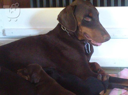 PoulaTo: Doberman