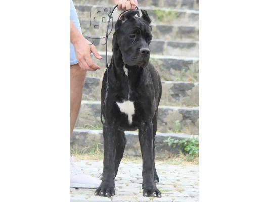 Cane Corso προς πώληση