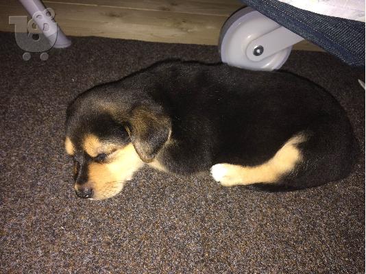 Πωλείται Ροτβαιλερ (Rottweiller)