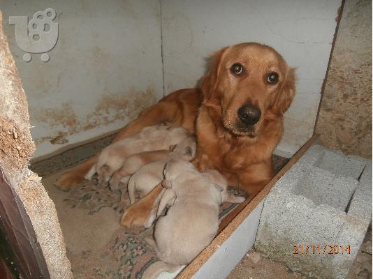 Κουτάβια golden retriever