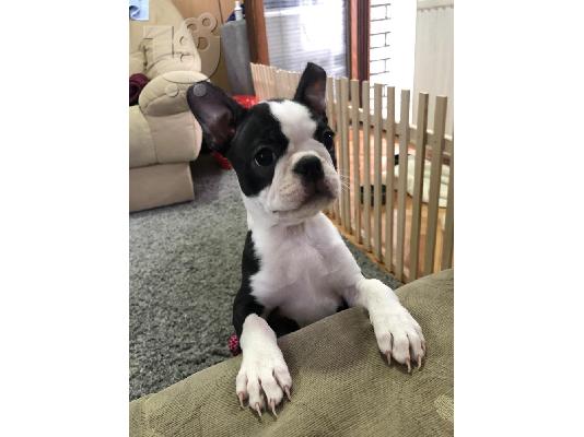 Θηλυκό Boston Terrier κουτάβι
