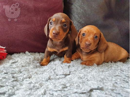 PoulaTo: DACHSHUNDS
