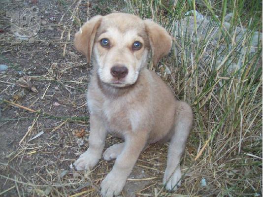 PoulaTo: Κουταβακια 2μηνων αναζητουν οικογενειες