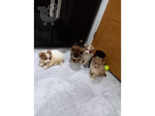-F1b pomskies προς πώληση