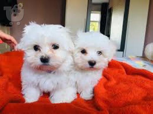 Katapliktiká koutávia tis Máltas gia to Rehoming